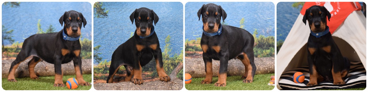 picture of doberman puppies