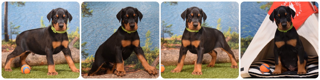 black male doberman puppy picture of doberman puppies