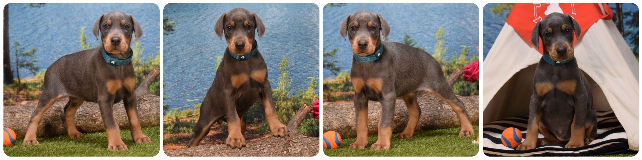blue female doberman puppy picture of doberman puppies
