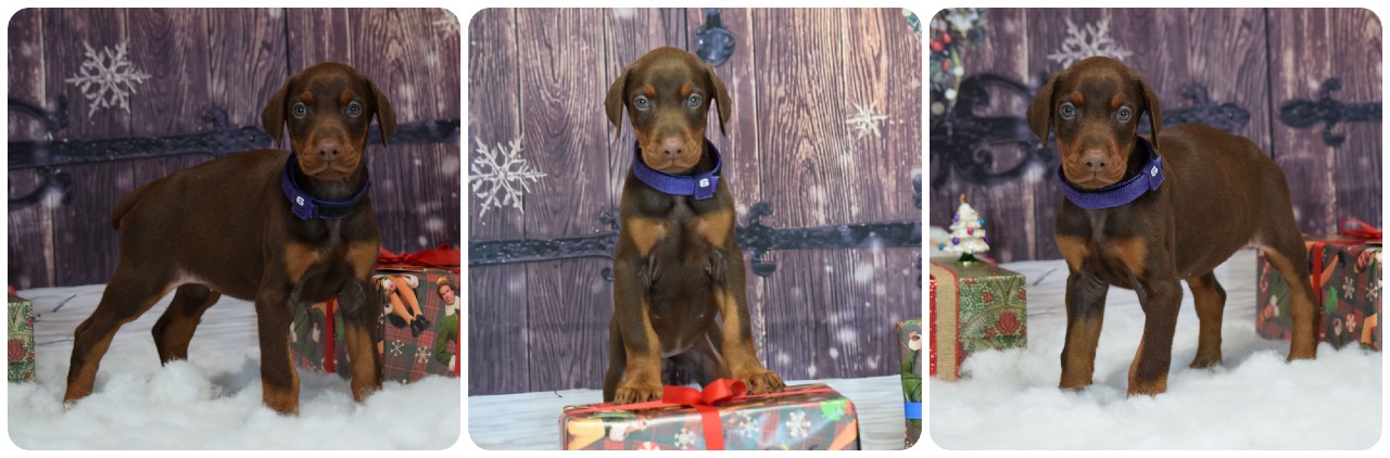 red female doberman puppy picture of doberman puppies