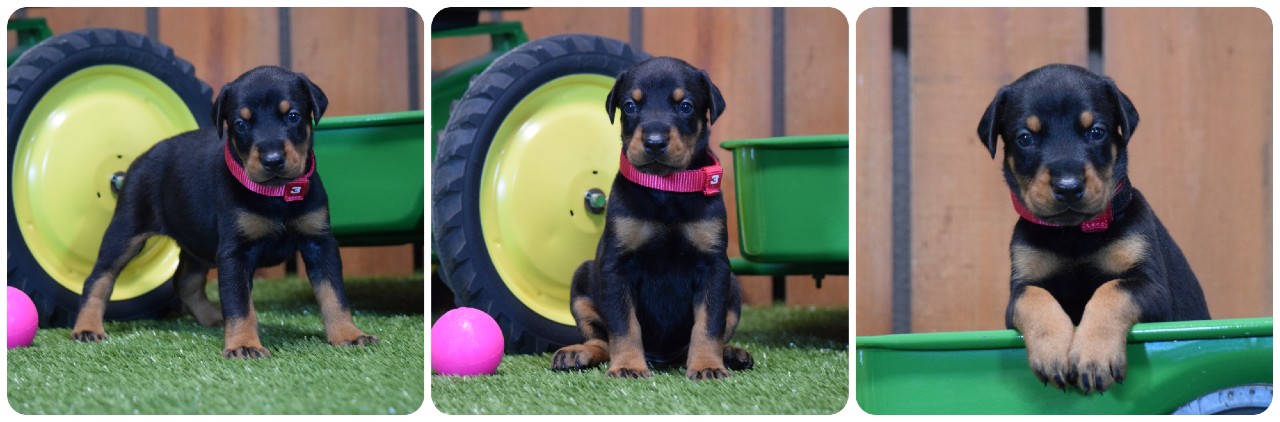 black female doberman puppy picture of doberman puppies