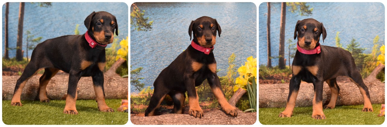 picture of doberman puppies