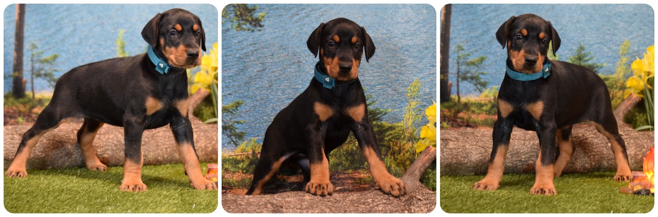 picture of doberman puppies