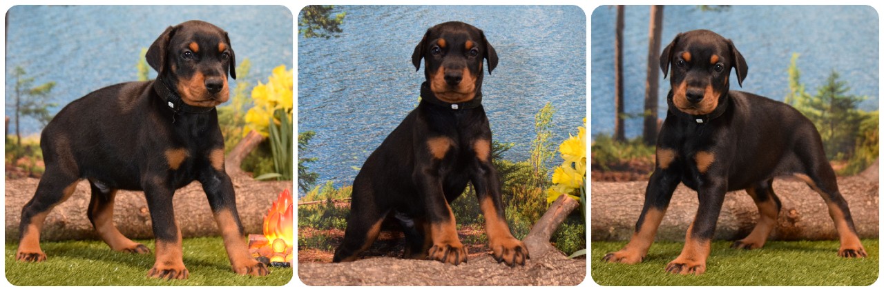 black male doberman puppy black male doberman puppy black collar