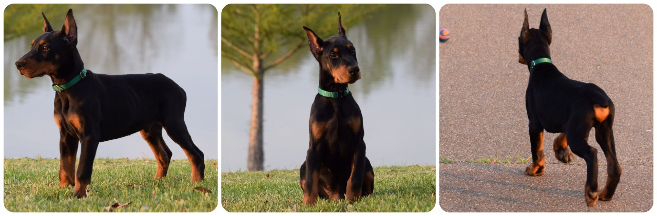 black male doberman puppy green collar