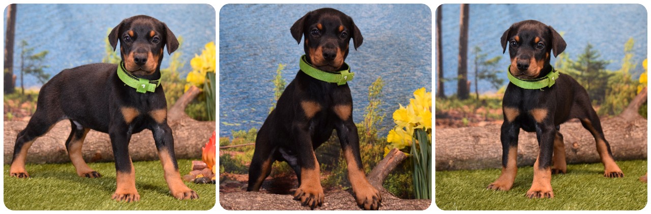 black male doberman puppy black male doberman puppy lightgreen collar