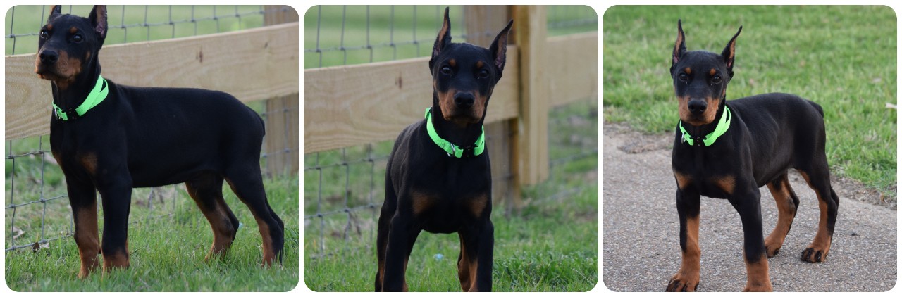 black male doberman puppy lightgreen collar