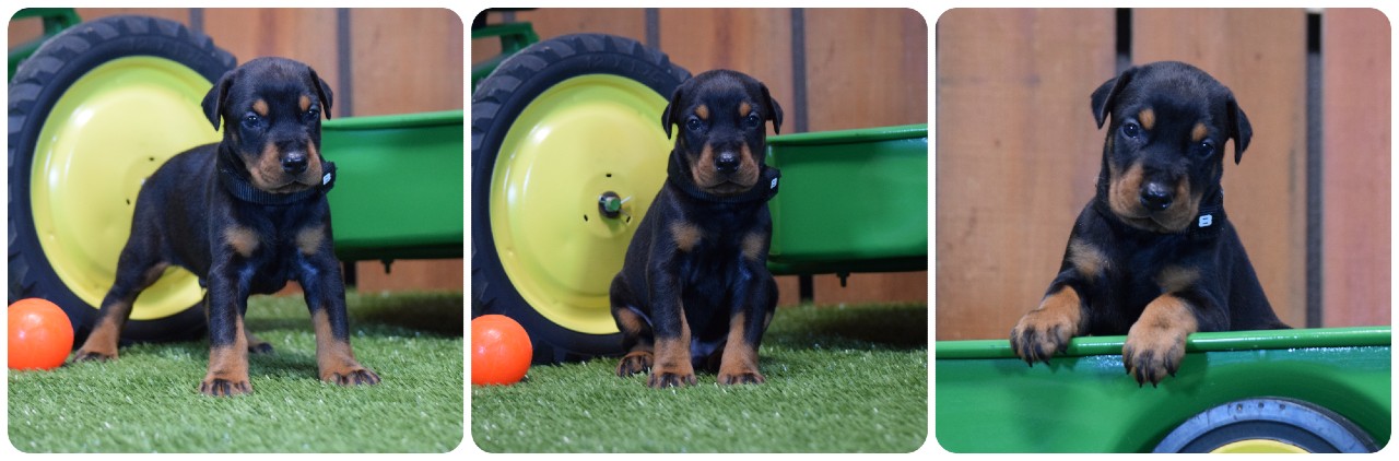 black male doberman puppy picture of doberman puppies