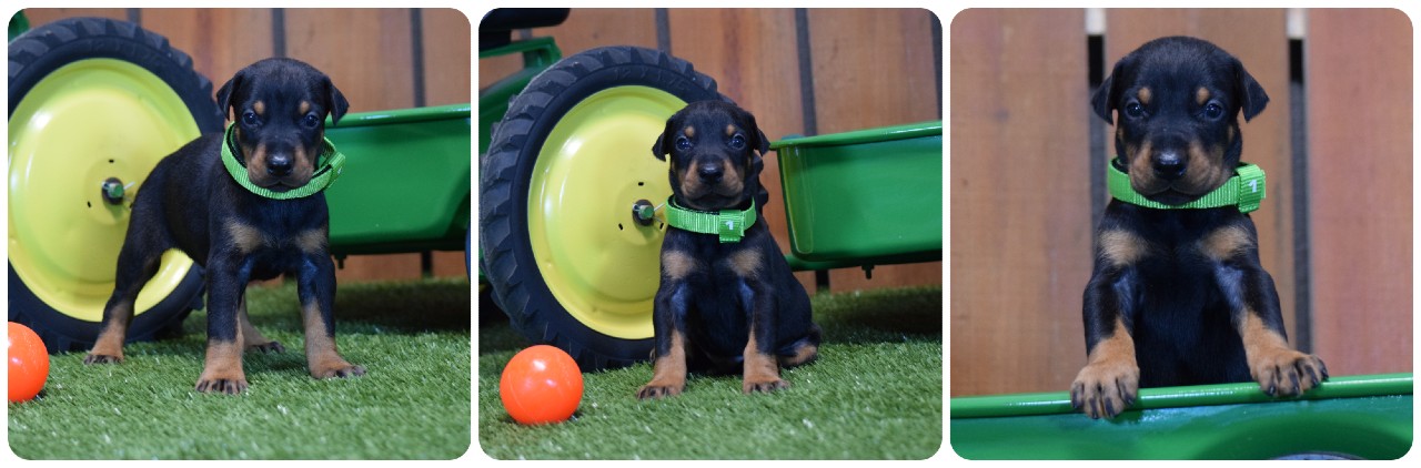 black male doberman puppy picture of doberman puppies