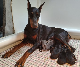 doberman puppies for sale