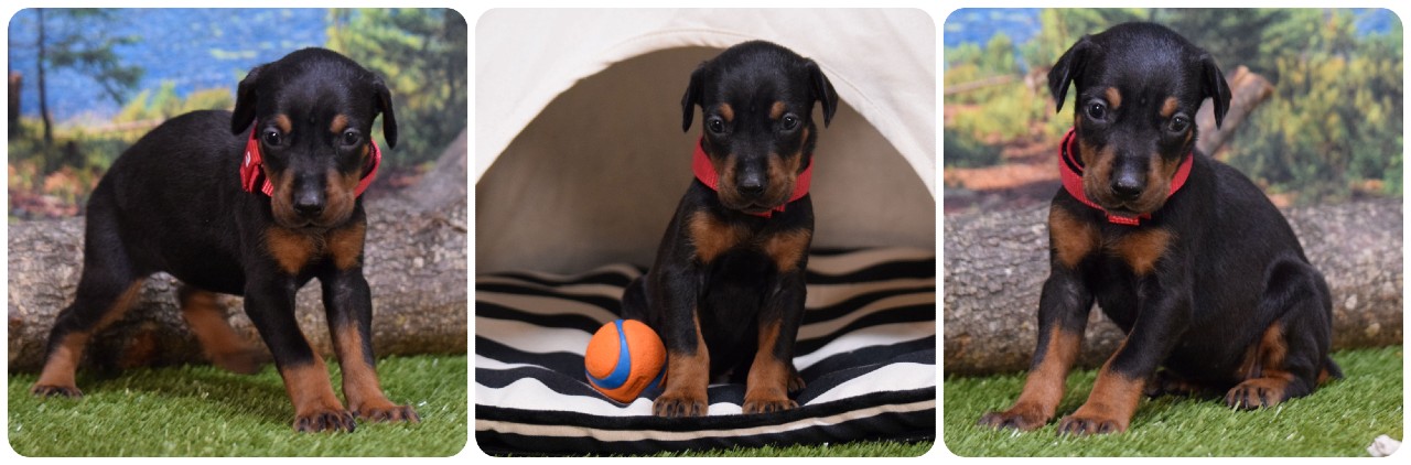 picture of doberman puppies