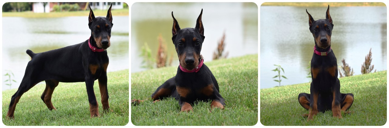 black female doberman puppy picture of doberman puppies