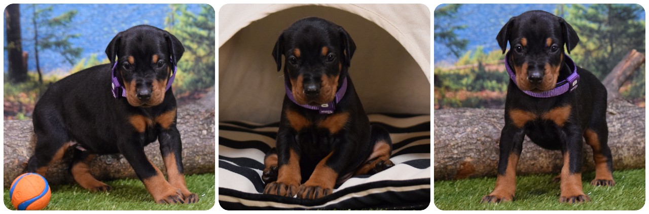 picture of doberman puppies
