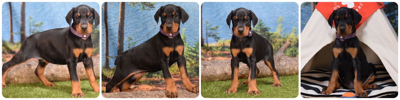 picture of doberman puppies
