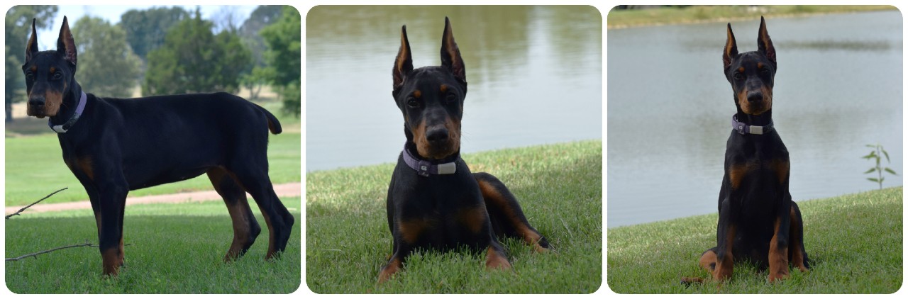 black female doberman puppy picture of doberman puppies