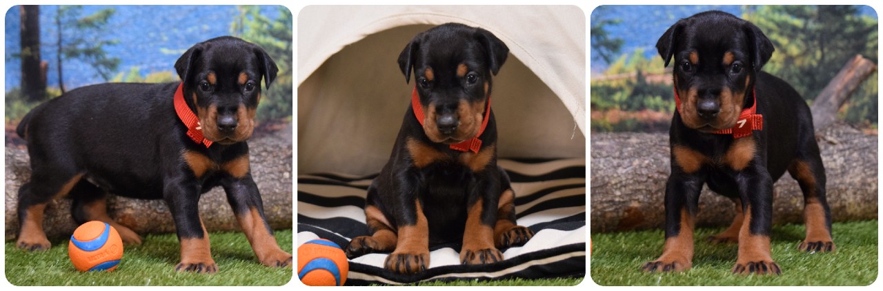 picture of doberman puppies