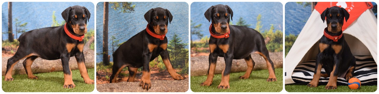 picture of doberman puppies