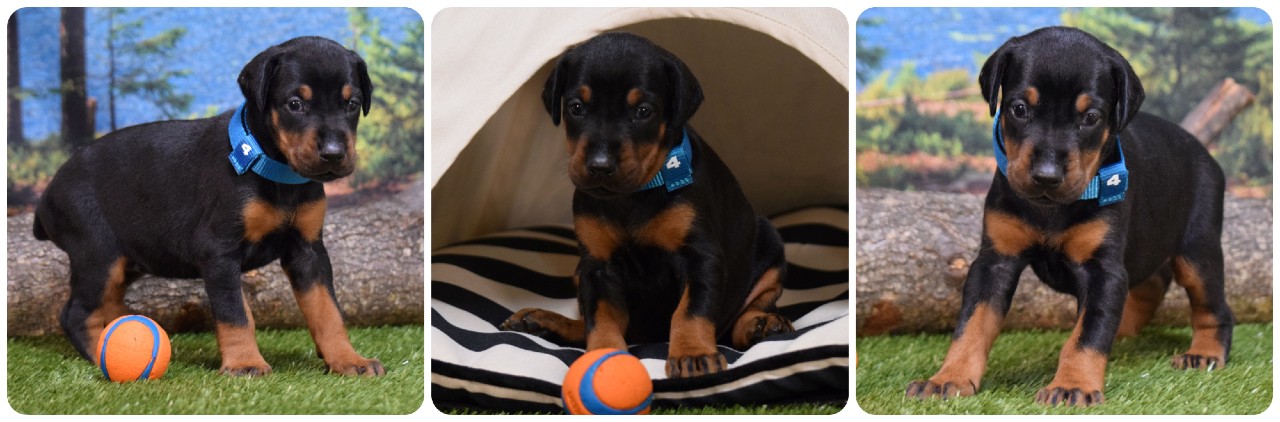 picture of doberman puppies