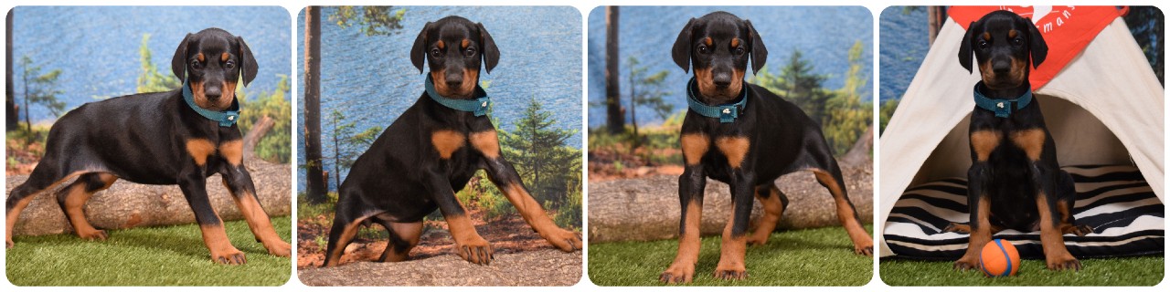 picture of doberman puppies