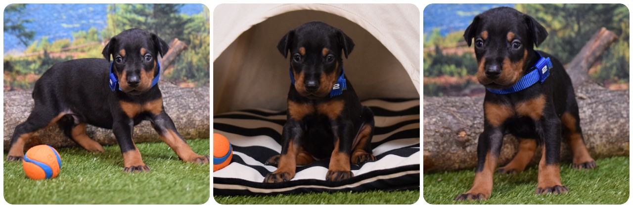 picture of doberman puppies