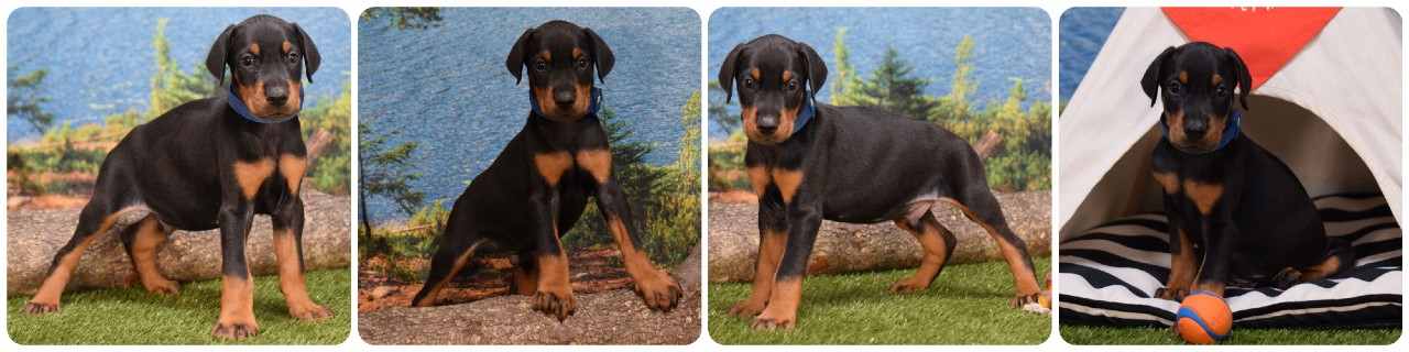 picture of doberman puppies