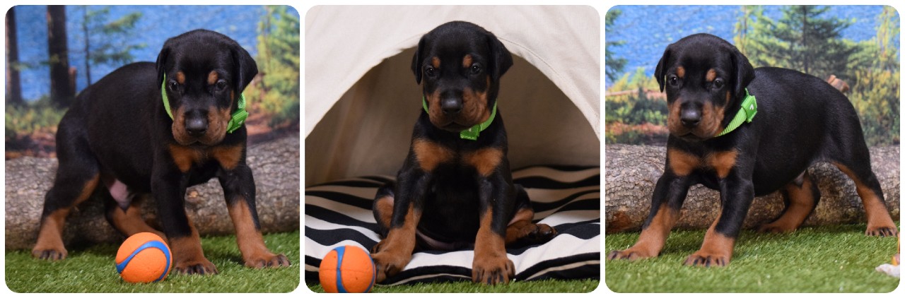 picture of doberman puppies