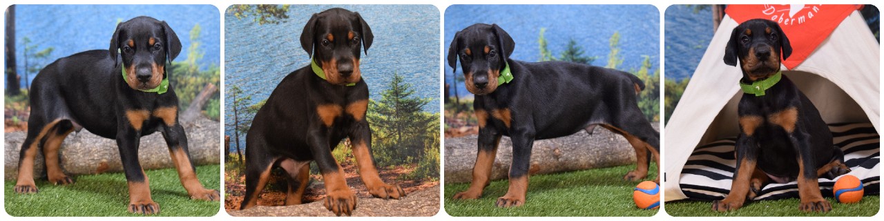 picture of doberman puppies