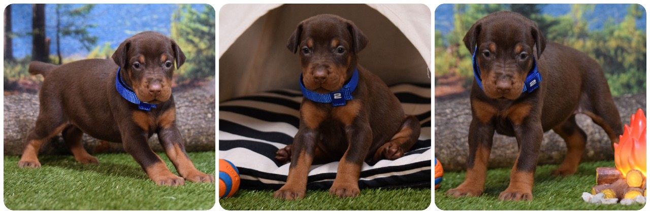 picture of doberman puppies