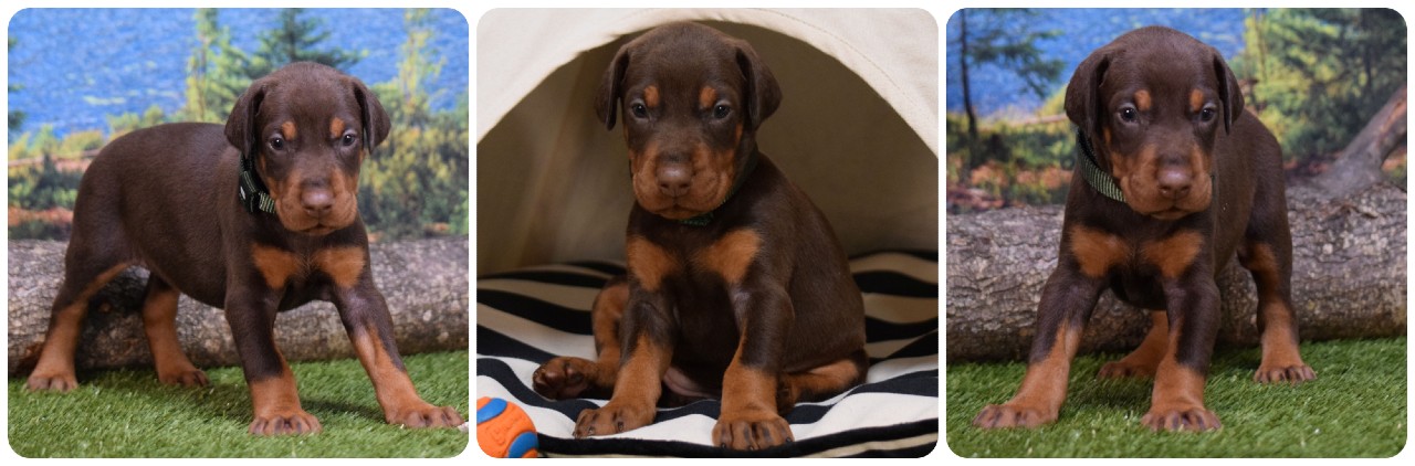 picture of doberman puppies
