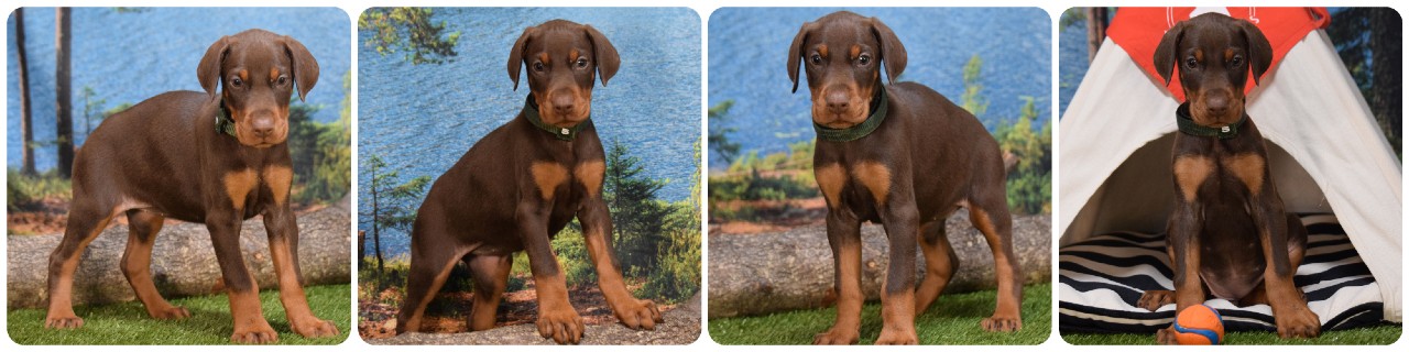 picture of doberman puppies