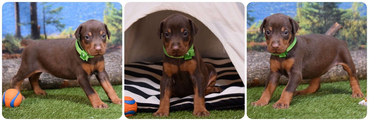 picture of doberman puppies