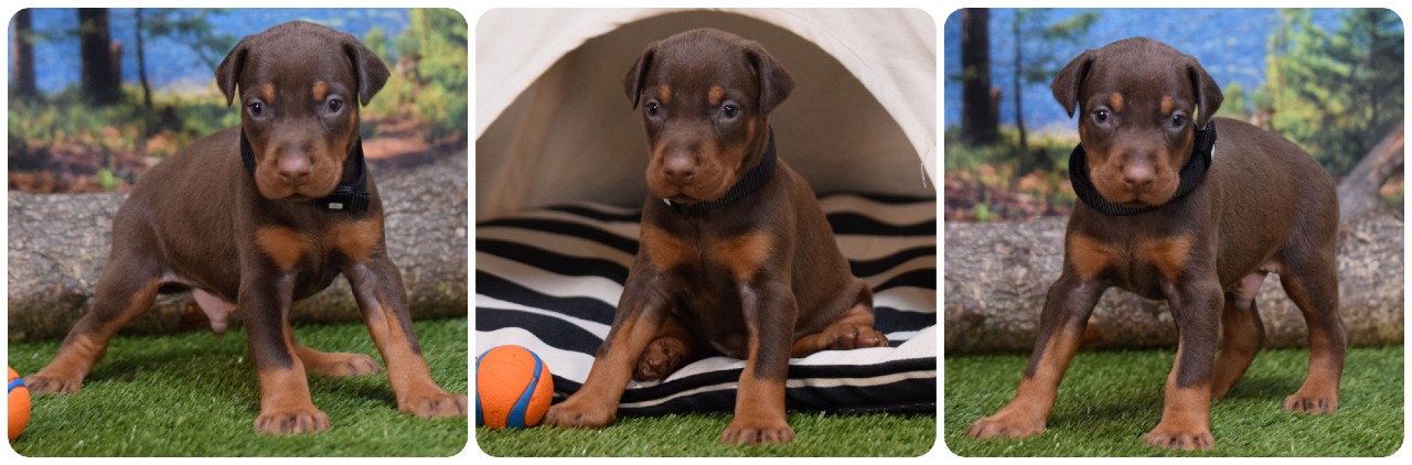 picture of doberman puppies