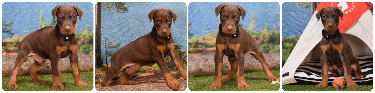 picture of doberman puppies