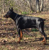 doberman stud dog