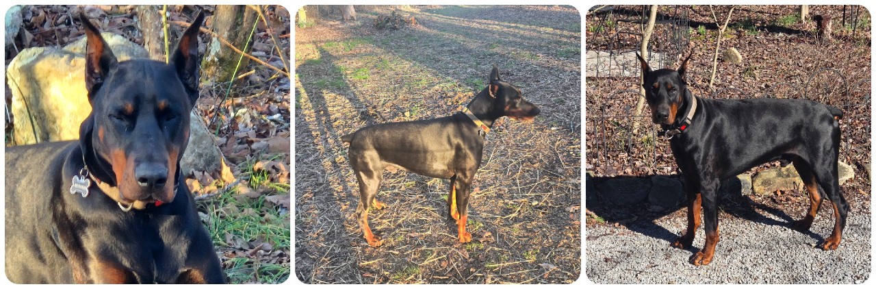 red doberman female puppy with pink collar