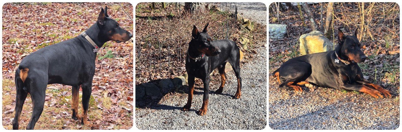black doberman male