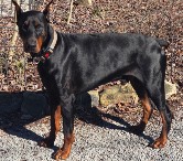 Thor doberman pics and health doberman pics and health