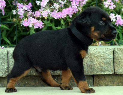 european doberman puppy for sale