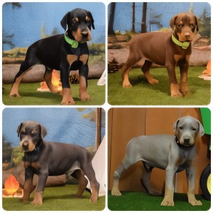 European Doberman Puppies – Sierra Dobie Farms Black, red, blue, and fawn Doberman puppies with colored collars on forest-themed backdrop