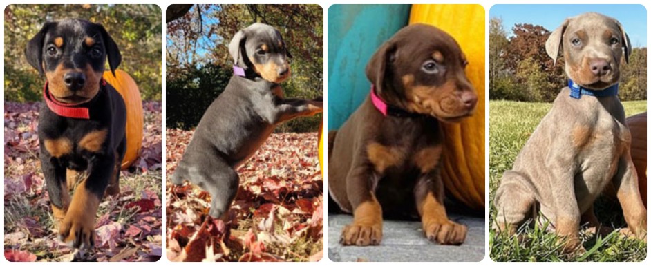 Black, Blue, Red and Fawn Doberman Puppies Upcoming Doberman Litters – black, blue, red and fawn doberman puppies for sale