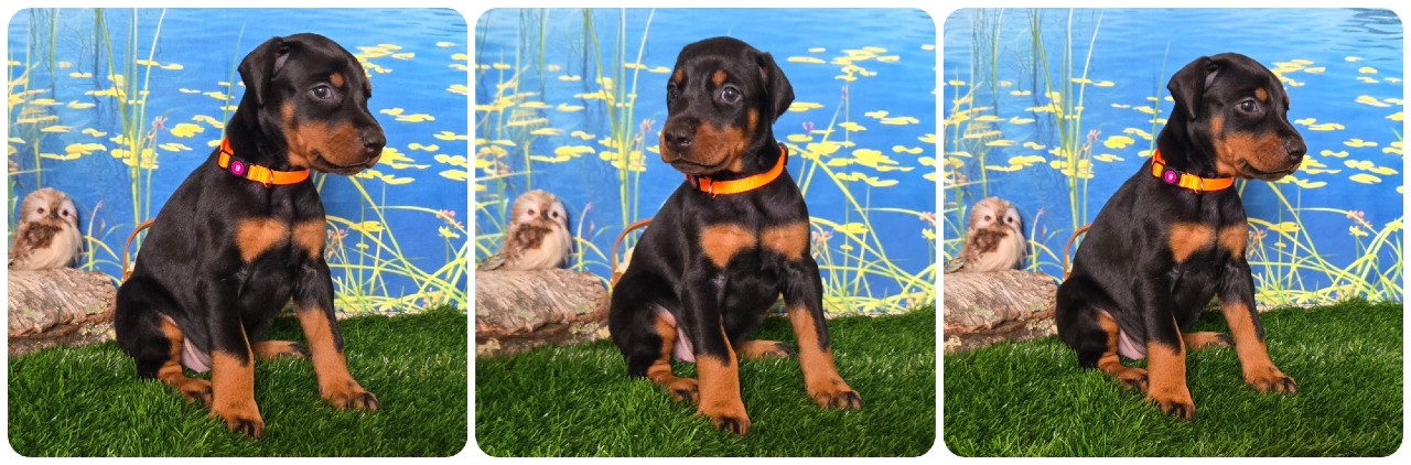 picture of doberman puppies