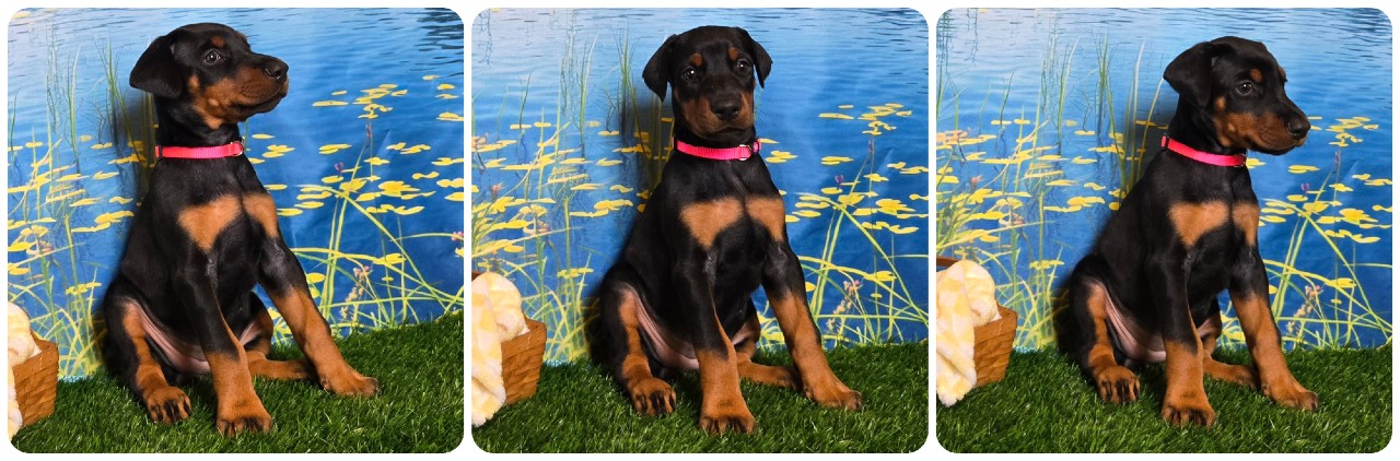 picture of doberman puppies