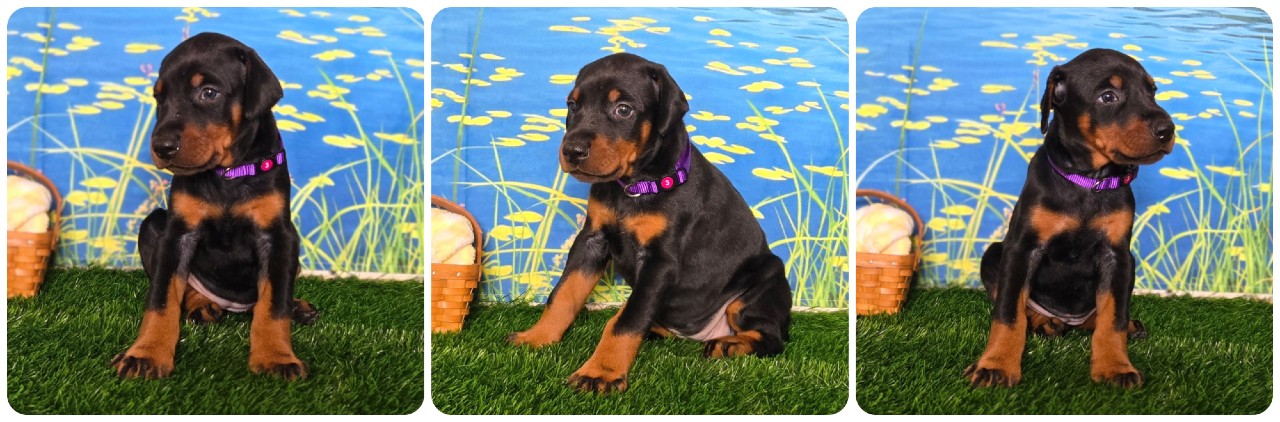 picture of doberman puppies