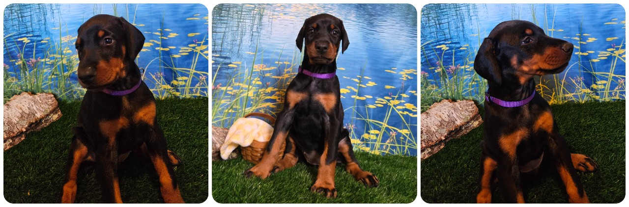 picture of doberman puppies