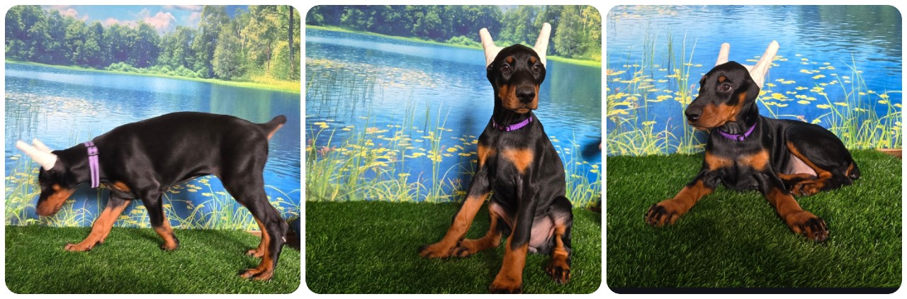 picture of doberman puppies