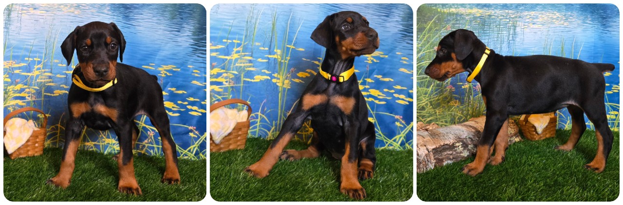 picture of doberman puppies