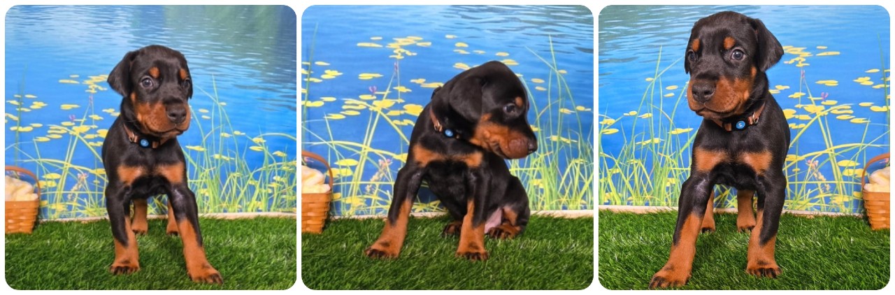 black male doberman puppy brown collar