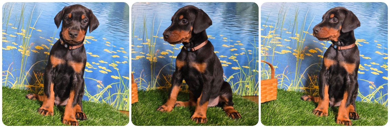 black male doberman puppy brown collar