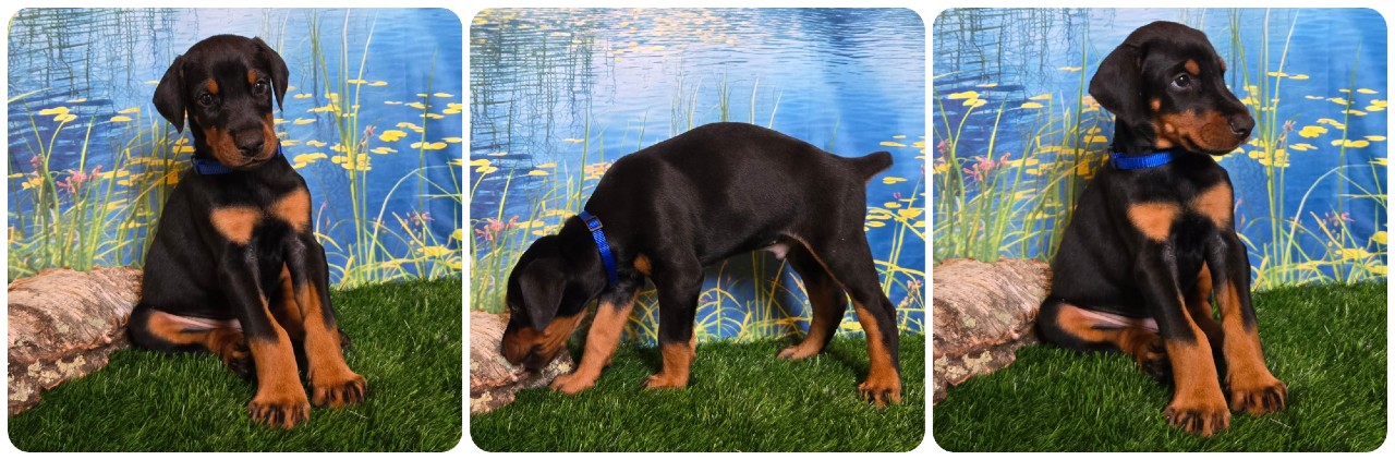 black male doberman puppy blue collar
