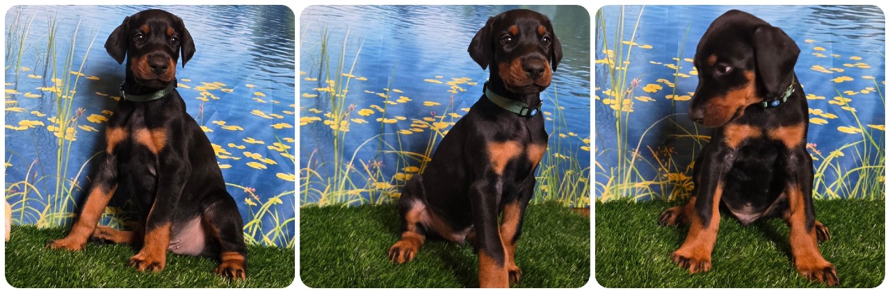 black male doberman puppy green collar